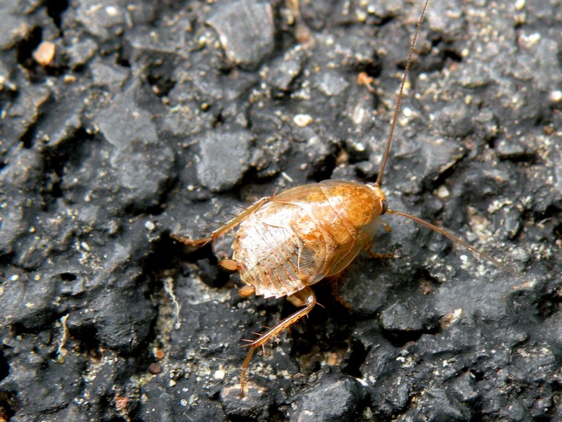 Ectobius sp.